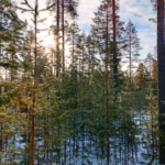Vahva vuosi metsäkiinteistömarkkinoilla