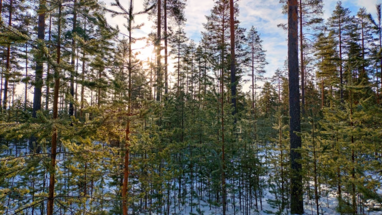 Vahva vuosi metsäkiinteistömarkkinoilla