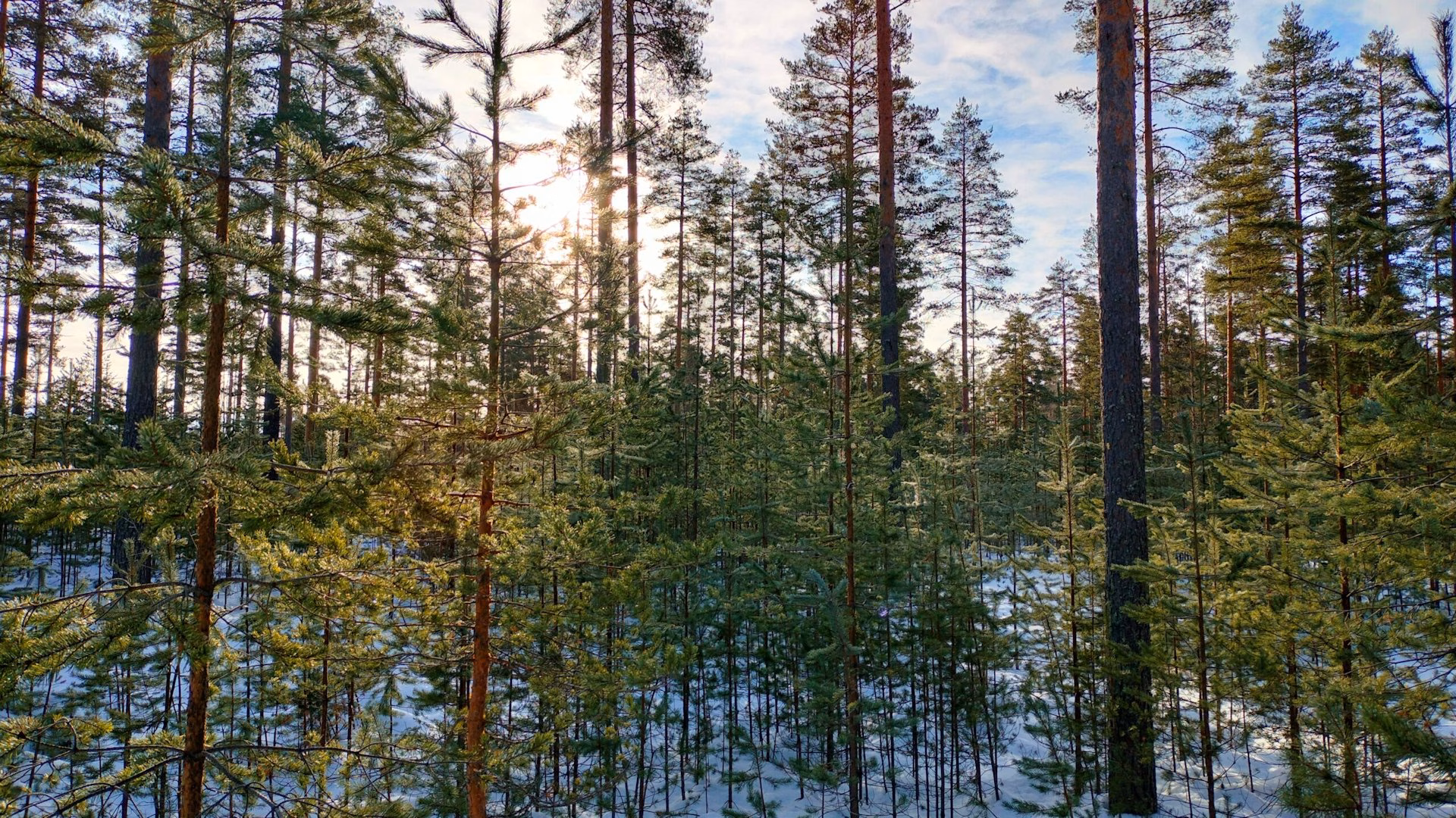 Vahva vuosi metsäkiinteistömarkkinoilla