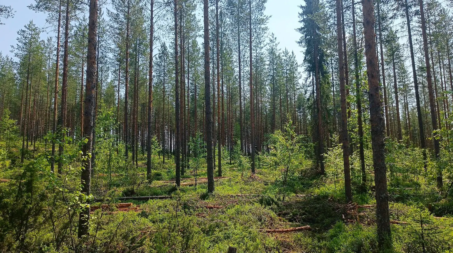 Oikea-aikainen harvennus parantaa metsän tuottoa