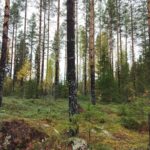 Forestland Property Valuations
