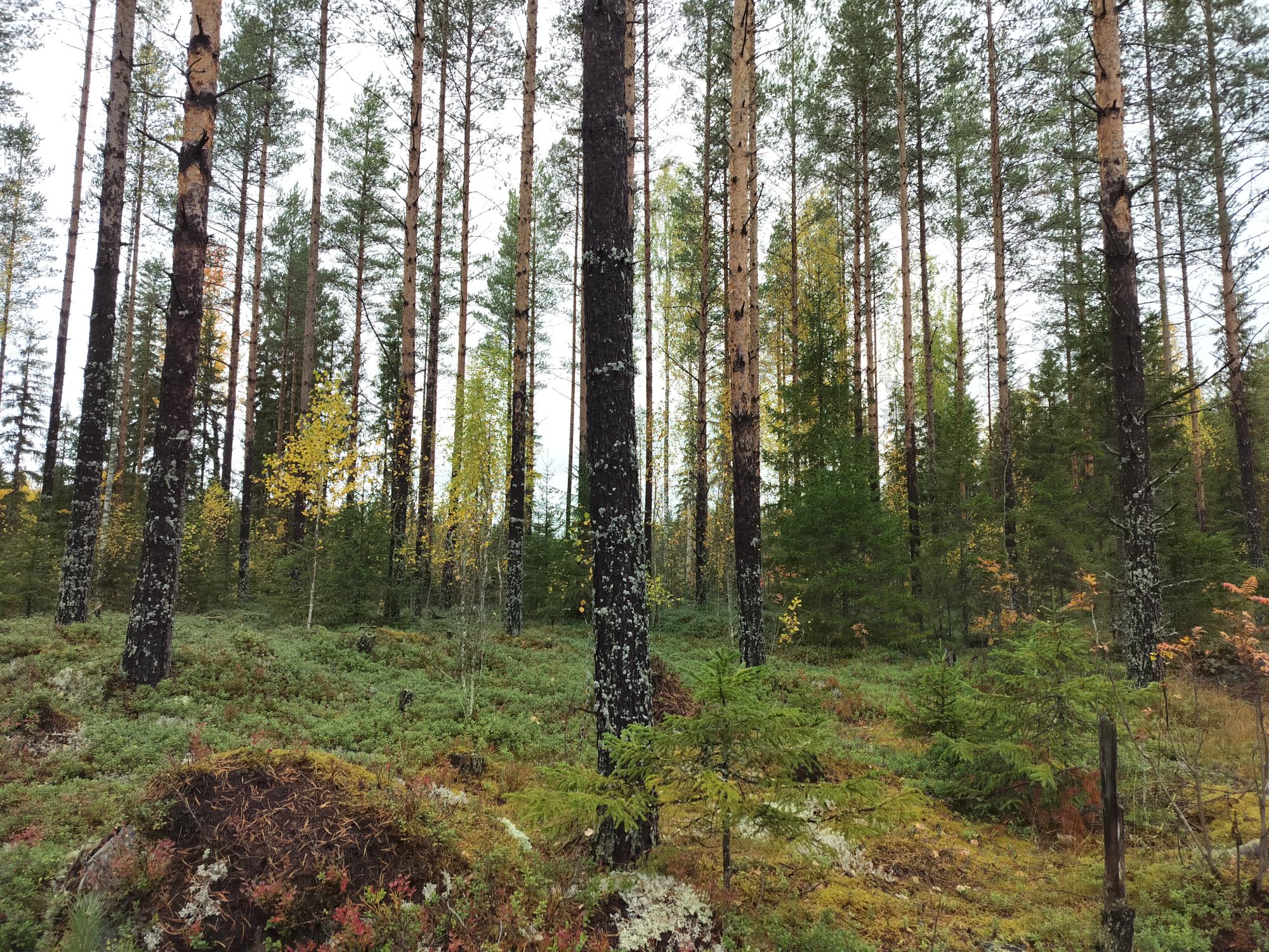 Forestland Property Valuations