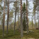 Not all forestland properties are selling