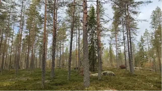 Not all forestland properties are selling