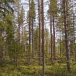 Record activity in the forest property market in early 2025