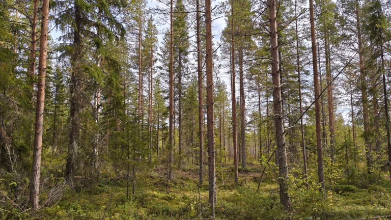 Metsäkiinteistömarkkinoilla ennätysvilkas alkuvuosi