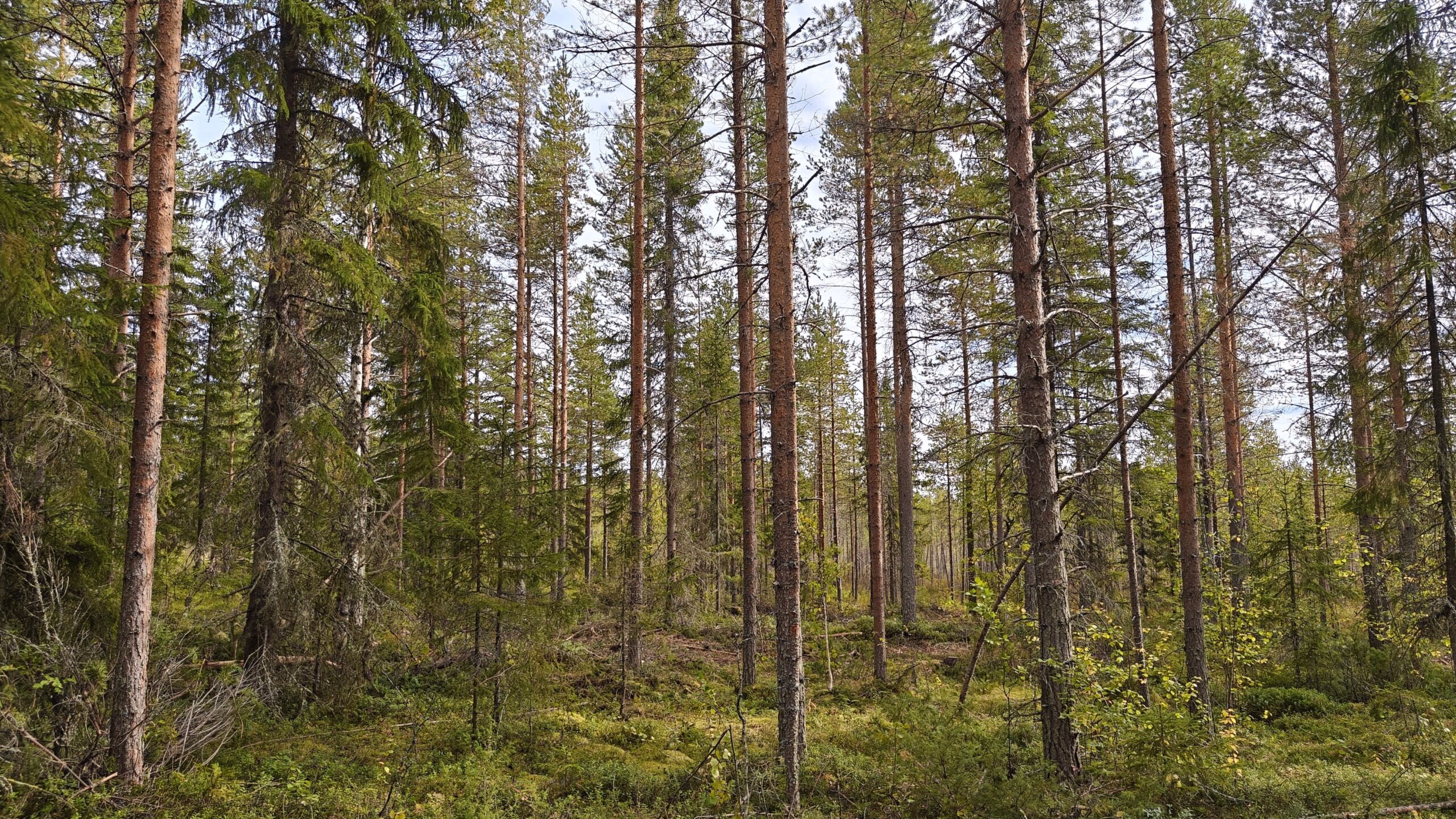 Metsäkiinteistömarkkinoilla ennätysvilkas alkuvuosi