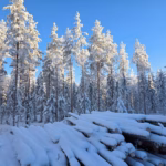 Metsäsijoittamisen riskit
