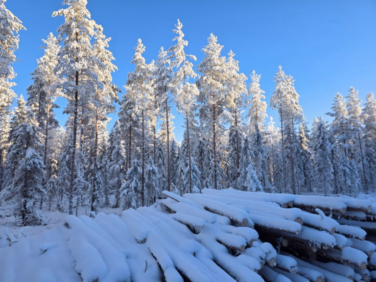 Metsäsijoittamisen riskit