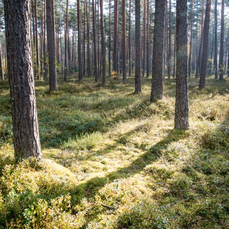 Metsäomaisuuden hankinta ja hallinnointi