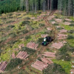 Forest harvester at a logging site