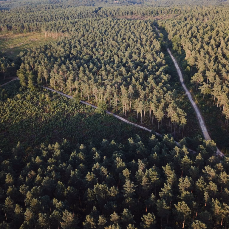 Eri kehitysvaiheissa olevia hoidettuja metsäalueita