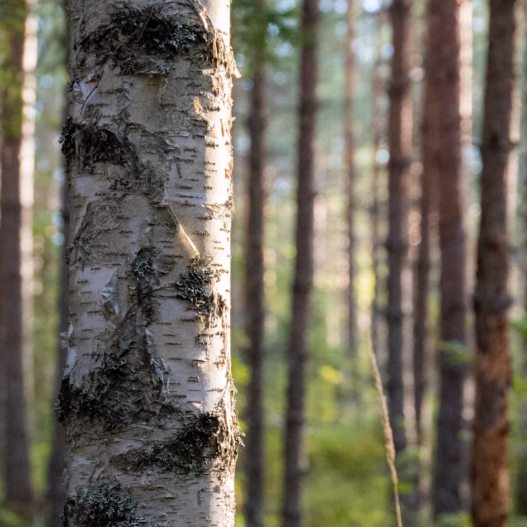 Laaja hoidettu metsäalue