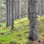 Hoidettua kuusimetsää suomalaisessa metsämaisemassa