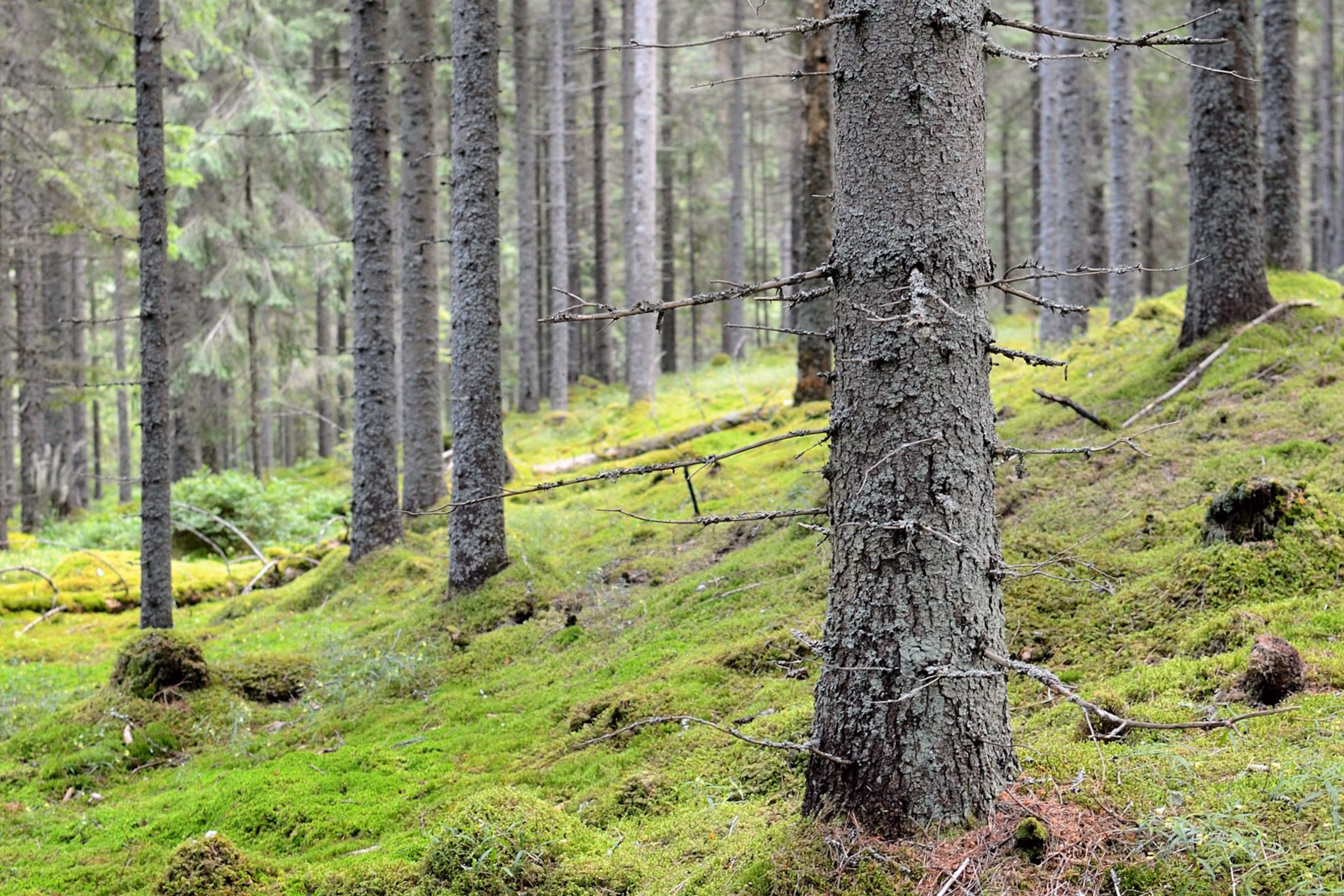 Hoidettua kuusimetsää suomalaisessa metsämaisemassa
