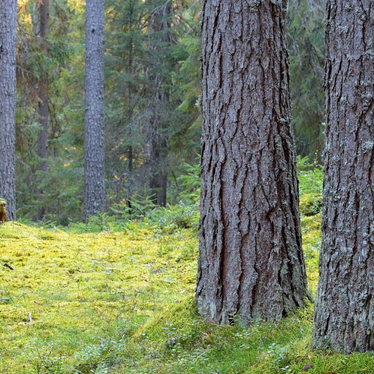 Varttunutta metsää suomalaisessa metsämaisemassa