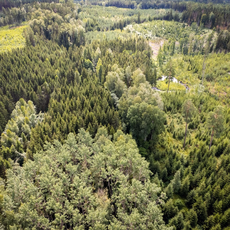Eri kehitysvaiheissa olevia metsiä metsäsalkun strategian pohjaksi