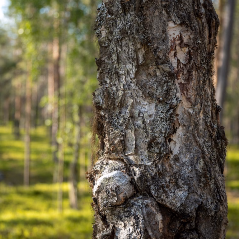 Metsätilan due diligence