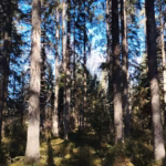Metsätilojen ennätystarjonta