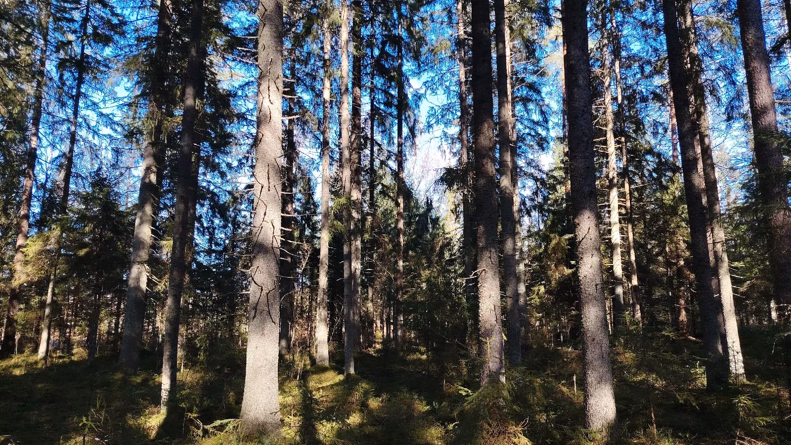 Metsätilojen ennätystarjonta