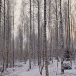 Talvi harvennettu koivikko