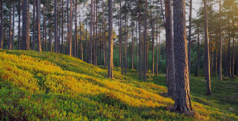 SSM etusivu kesä 2024