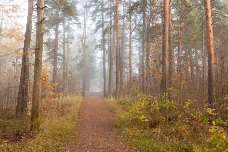 Metsäkiinteistöjen hintahuippu toistaiseksi nähty
