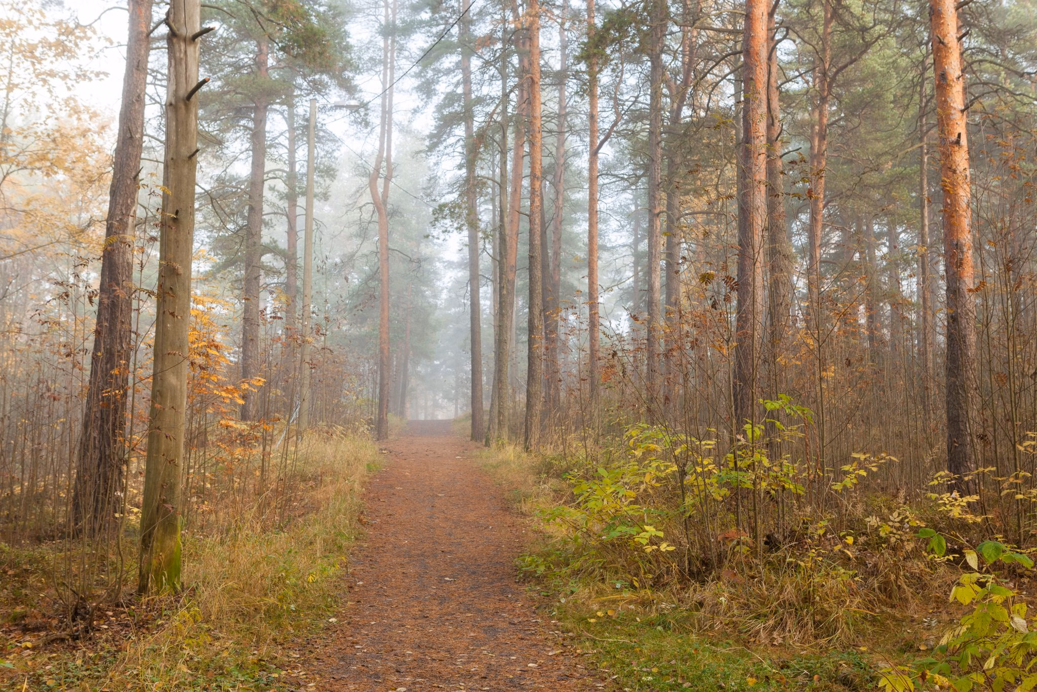 Metsäkiinteistöjen hintahuippu toistaiseksi nähty