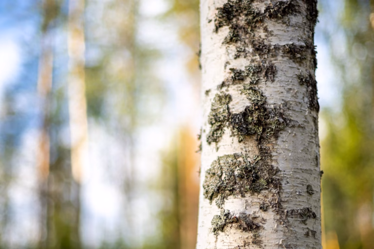 Metsätilamarkkinat