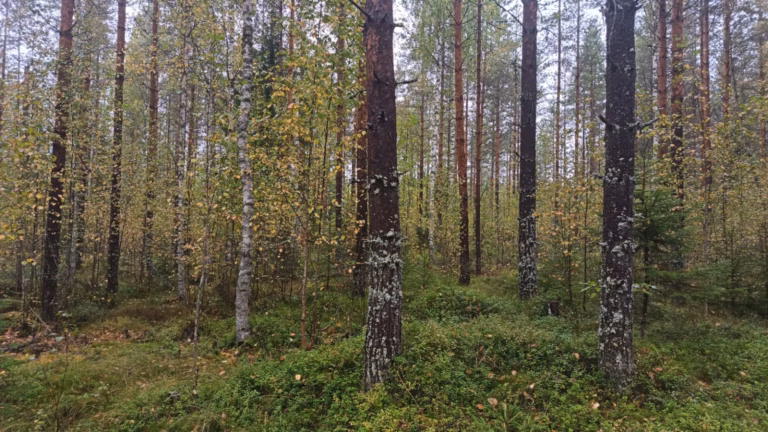 Tiedote: Metsäkiinteistöjen hintakehitys kääntyi laskuun – hakkuutulot ovat voineet kattaa runsaspuustoisen tilan ostohinnan